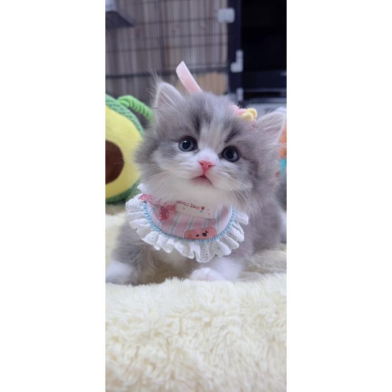 販売中の岐阜県のスコティッシュフォールド-140066の3枚目