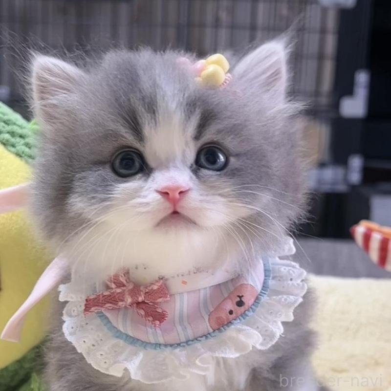 販売中の岐阜県のスコティッシュフォールド-140066