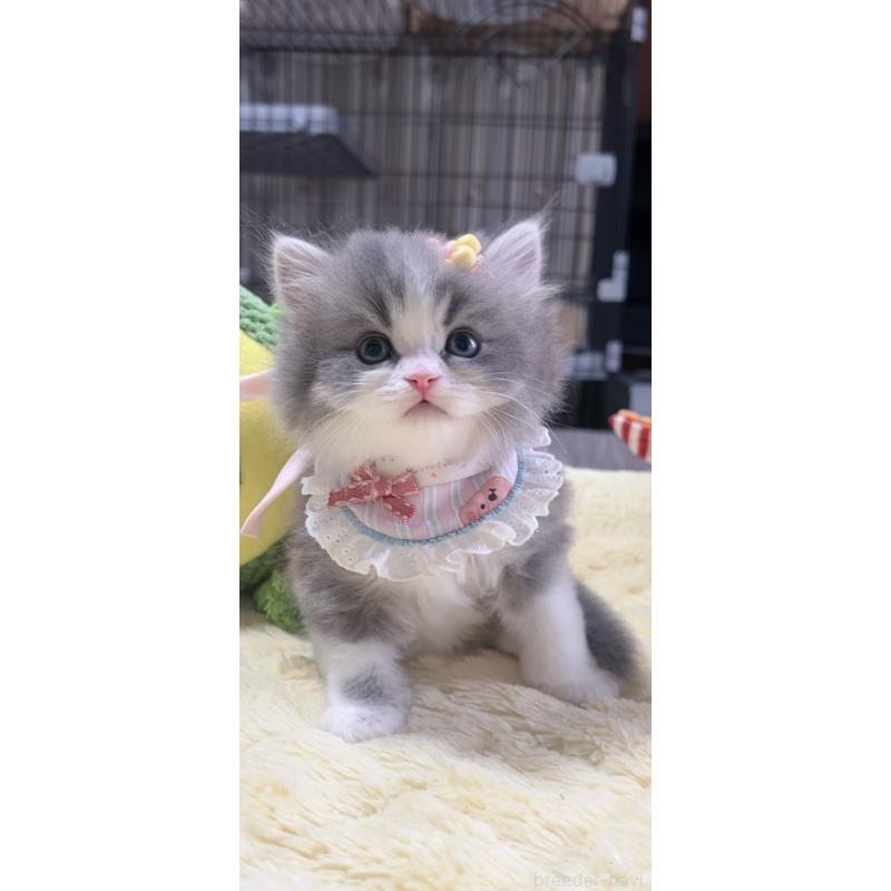 販売中の岐阜県のスコティッシュフォールド-140066の2枚目