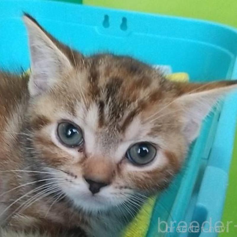 販売中の愛知県のアメリカンショートヘア-138352