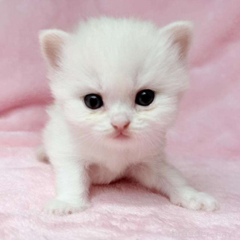 販売中の静岡県のスコティッシュフォールド-140067の1枚目