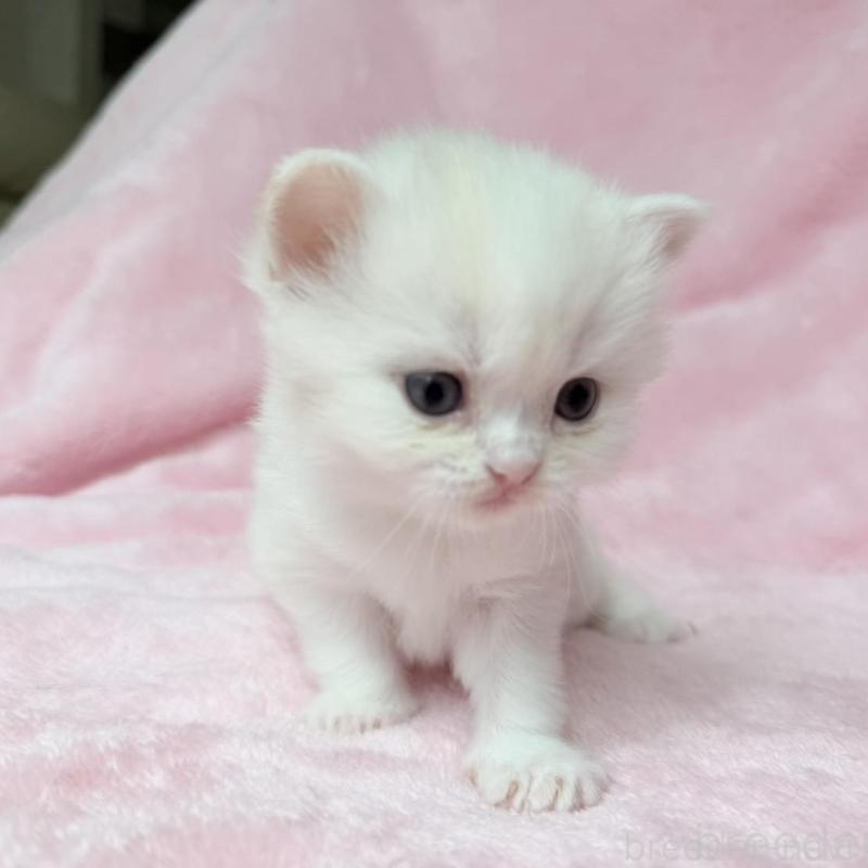 販売中の静岡県のスコティッシュフォールド-140067の8枚目