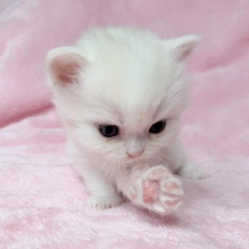 販売中の静岡県のスコティッシュフォールド-140067の7枚目