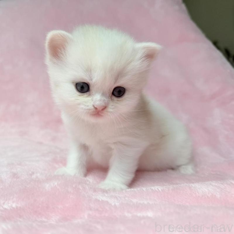 販売中の静岡県のスコティッシュフォールド-140067の6枚目