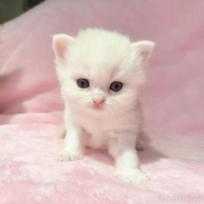 販売中の静岡県のスコティッシュフォールド-140067の5枚目