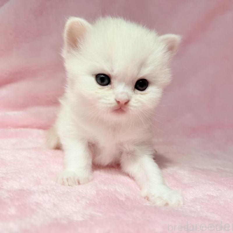 販売中の静岡県のスコティッシュフォールド-140067の4枚目