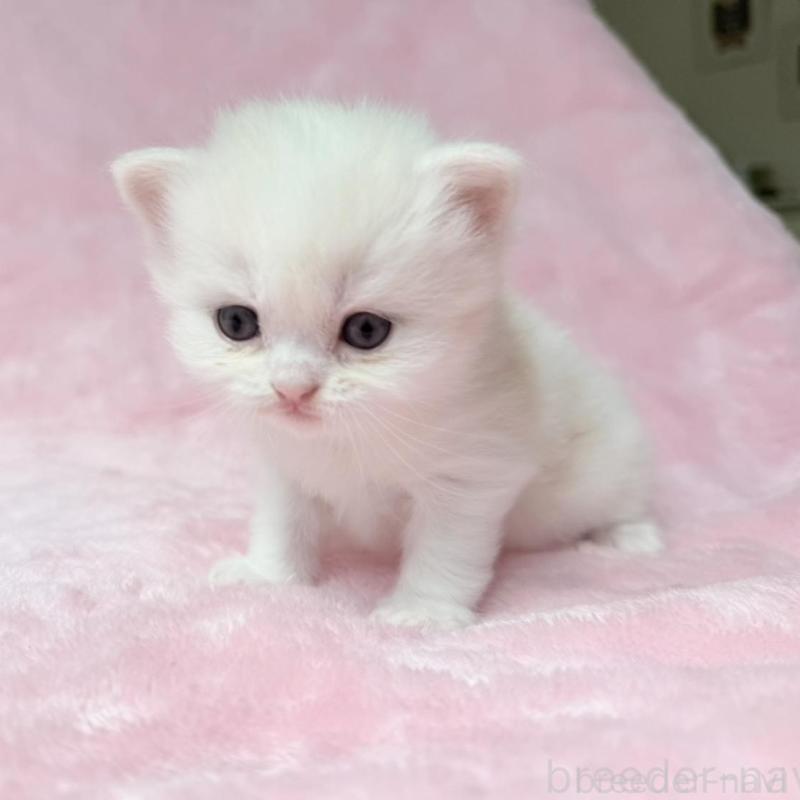 販売中の静岡県のスコティッシュフォールド-140067の2枚目