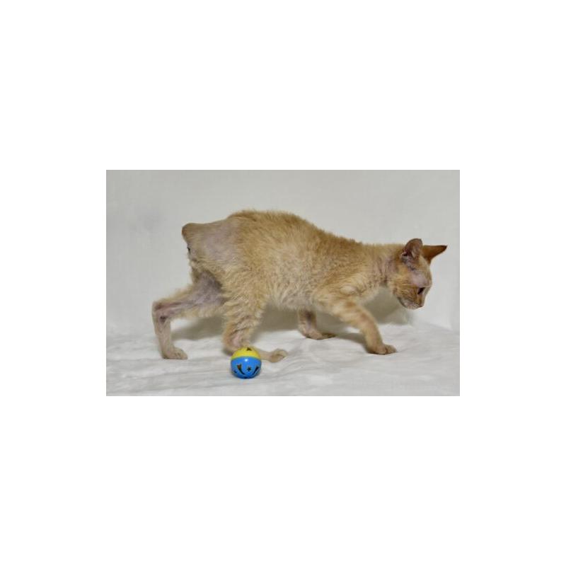 販売中の福岡県のラパーマ-130404の4枚目