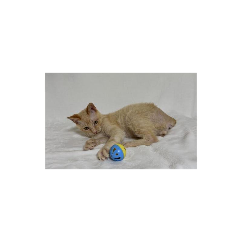 販売中の福岡県のラパーマ-130404の3枚目