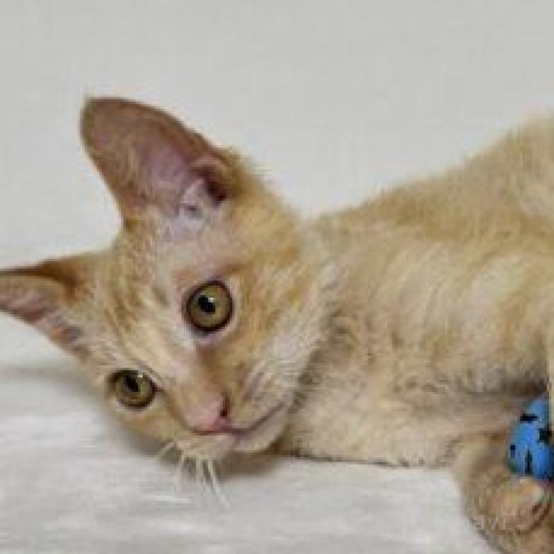 販売中の福岡県のラパーマ-130404の1枚目