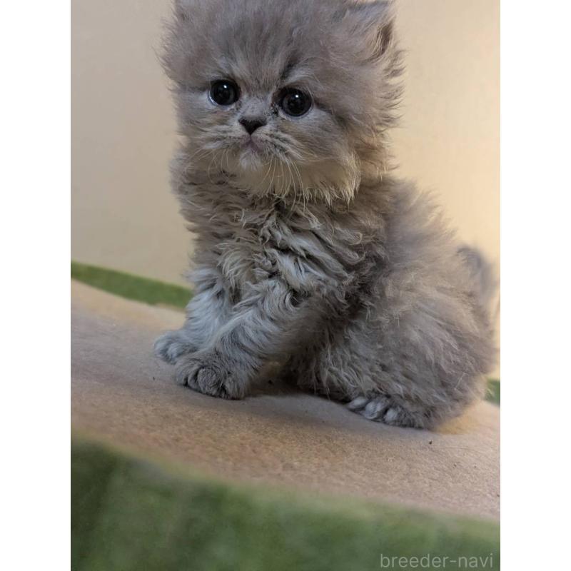 販売中の愛知県のエキゾチックロングヘア-140068の5枚目