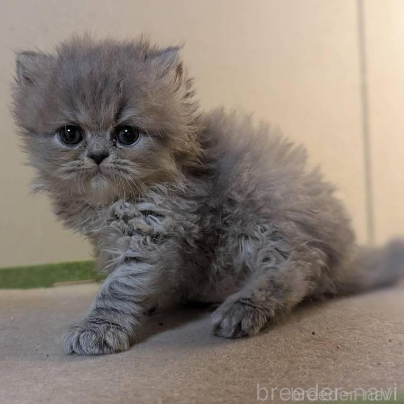 販売中の愛知県のエキゾチックロングヘア-140068の1枚目