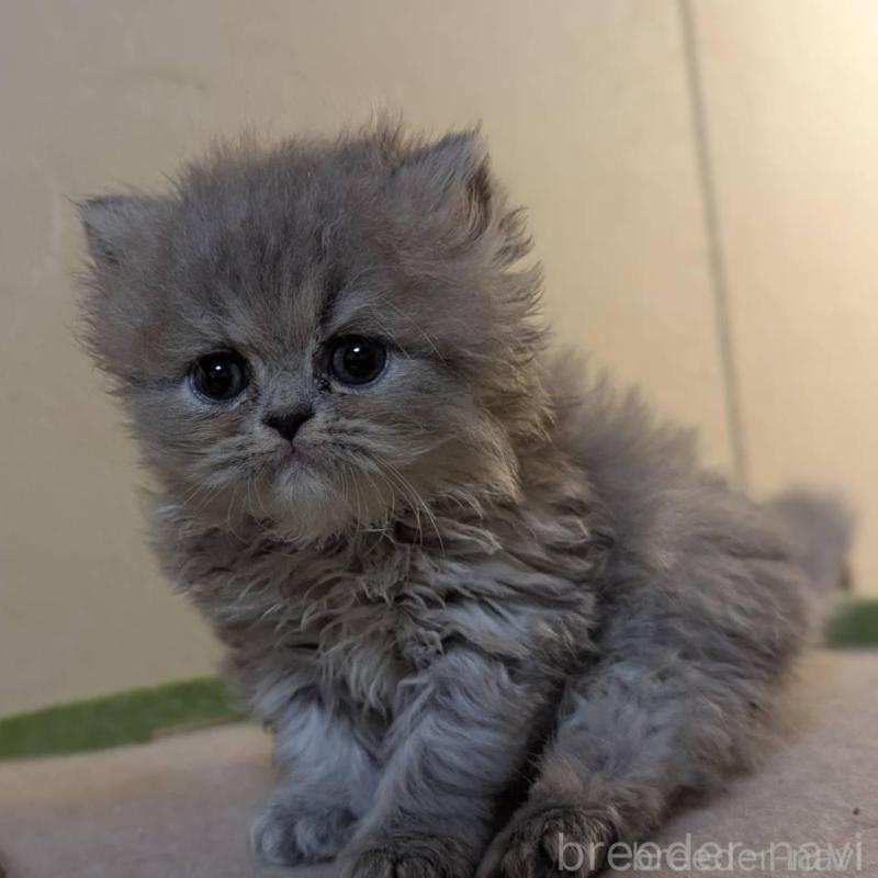 販売中の愛知県のエキゾチックロングヘア-140068の4枚目