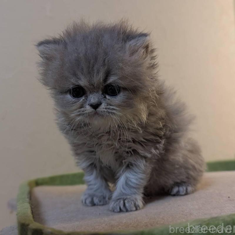 販売中の愛知県のエキゾチックロングヘア-140068の3枚目