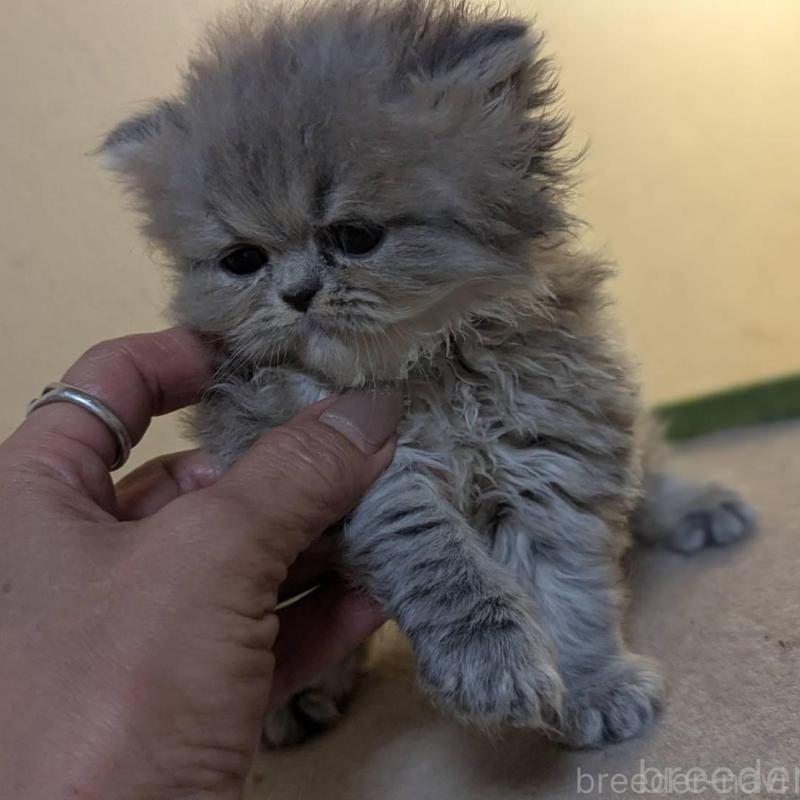 販売中の愛知県のエキゾチックロングヘア-140068の2枚目