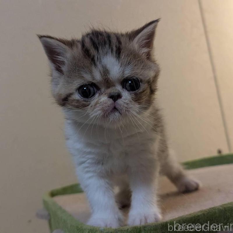 販売中の愛知県のエキゾチックショートヘア-140069の5枚目