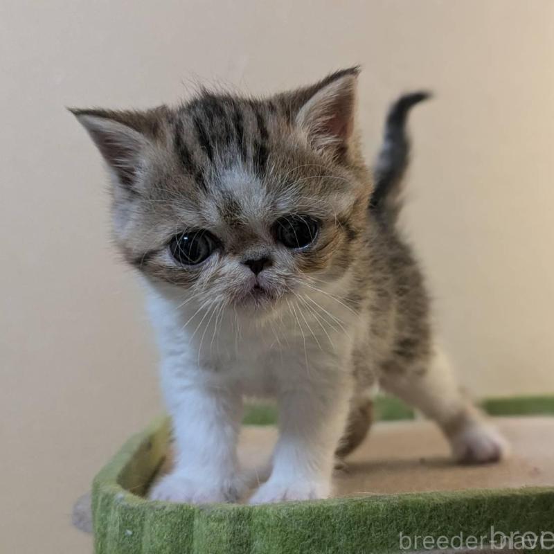 販売中の愛知県のエキゾチックショートヘア-140069