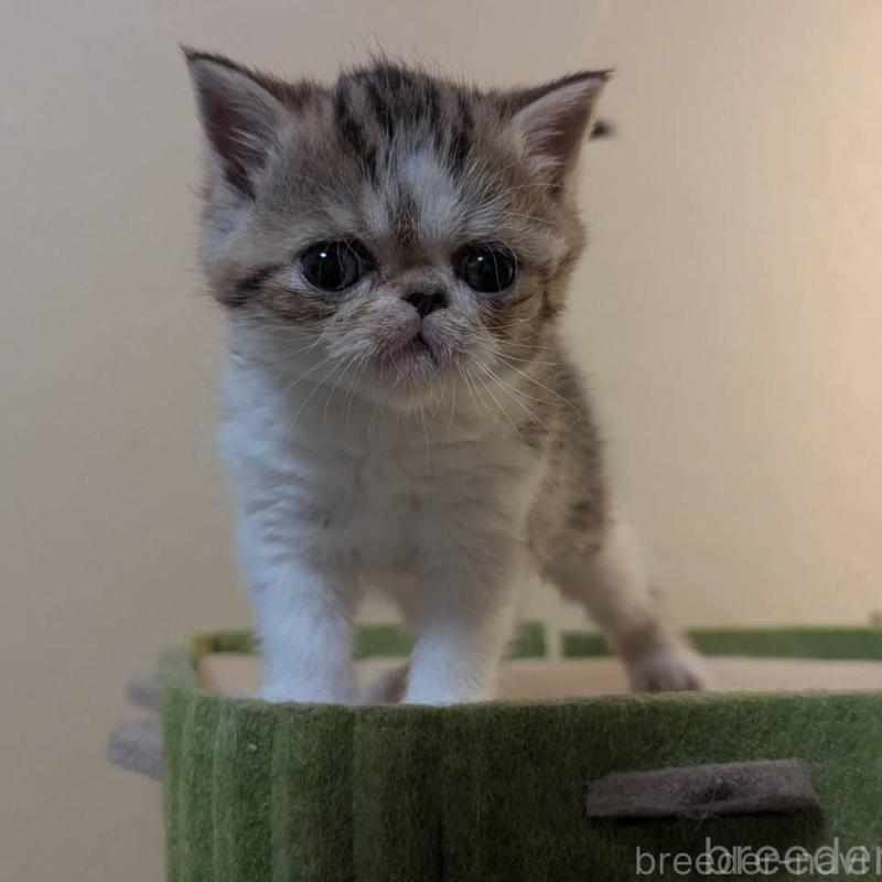 販売中の愛知県のエキゾチックショートヘア-140069の4枚目