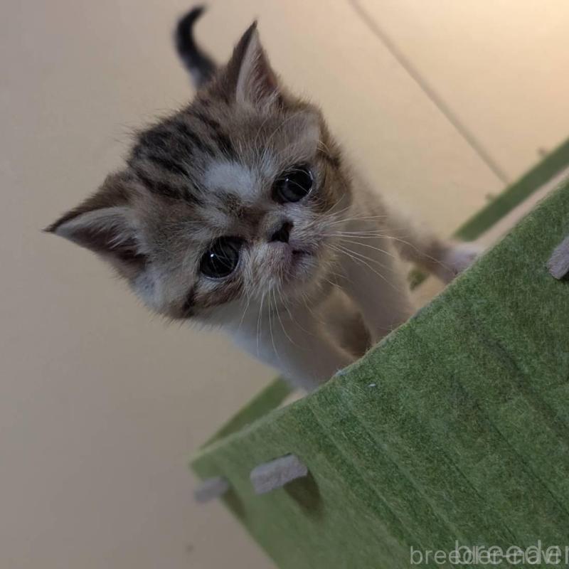 販売中の愛知県のエキゾチックショートヘア-140069の3枚目