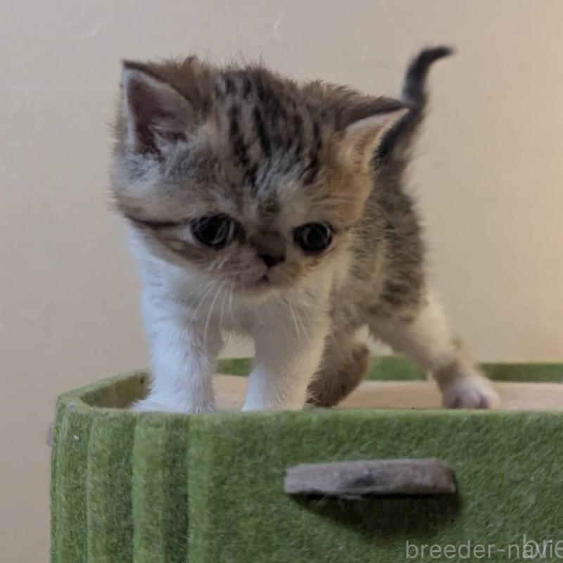 販売中の愛知県のエキゾチックショートヘア-140069の2枚目