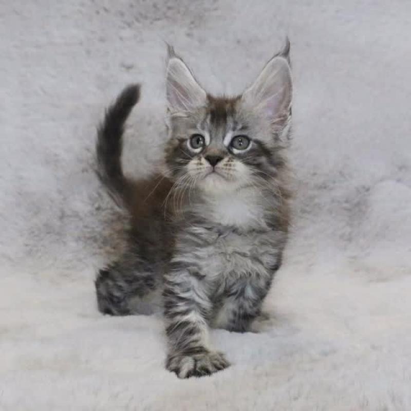 販売中の愛知県のメインクーン-140070の1枚目