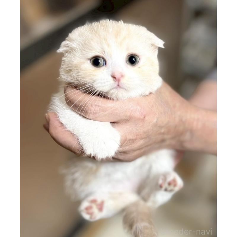 販売中の福岡県のスコティッシュフォールド-140071の1枚目