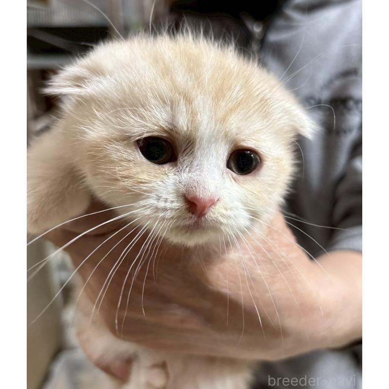 販売中の福岡県のスコティッシュフォールド-140071の2枚目