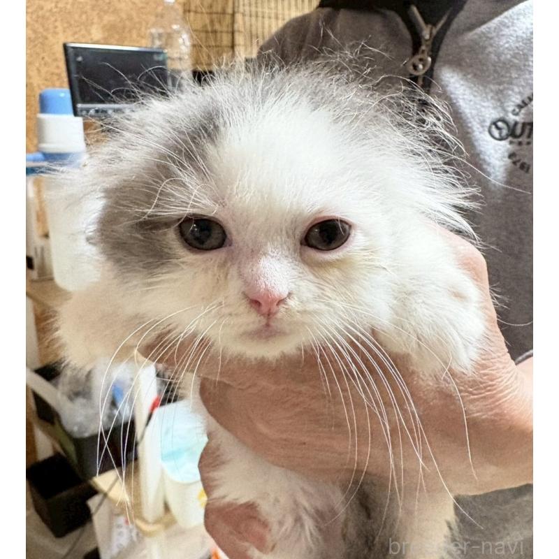 販売中の福岡県のスコティッシュフォールド-140074の1枚目