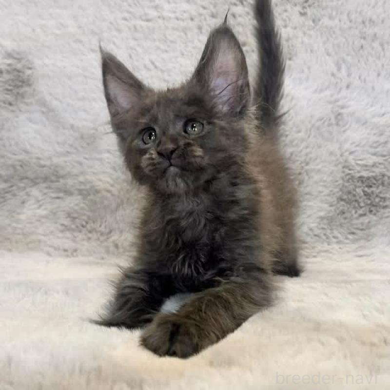 販売中の愛知県のメインクーン-140076