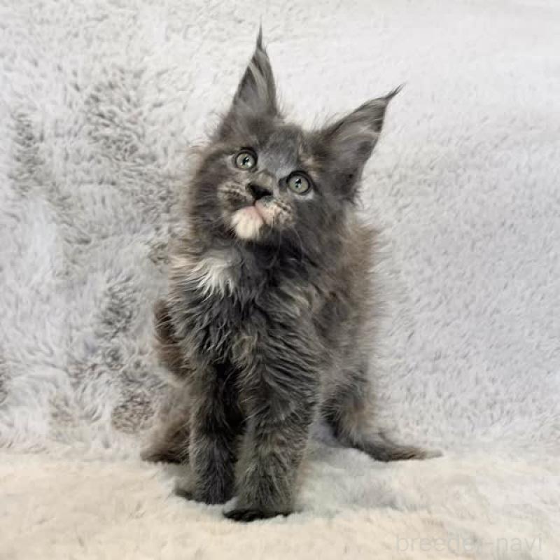 販売中の愛知県のメインクーン-140077