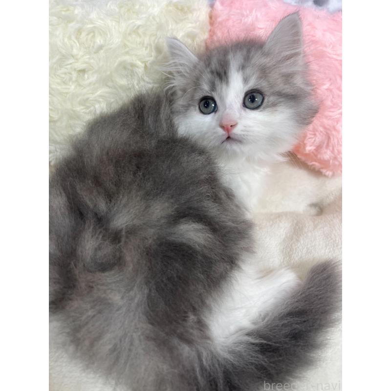 販売中の埼玉県のサイベリアン-140078の6枚目