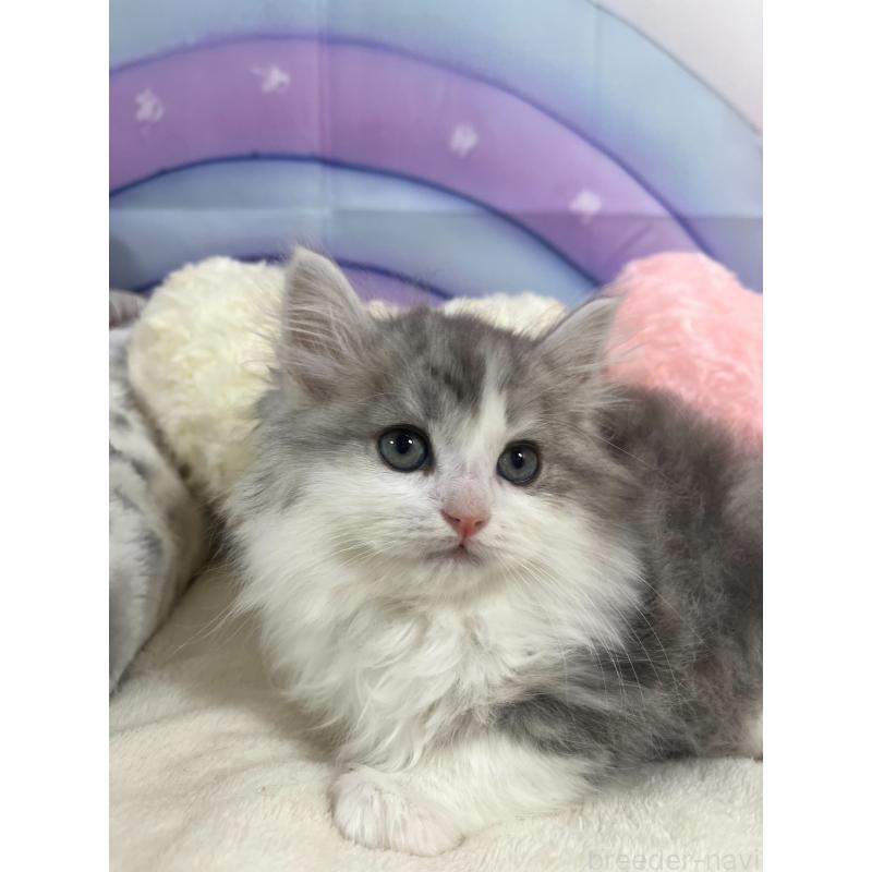 販売中の埼玉県のサイベリアン-140078の5枚目