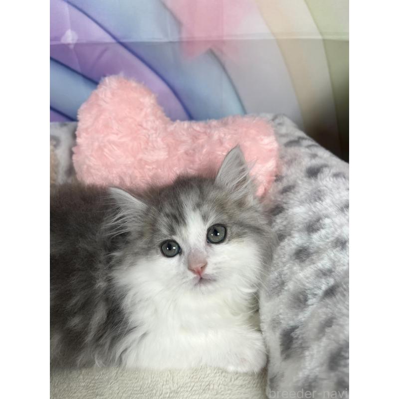 販売中の埼玉県のサイベリアン-140078の4枚目