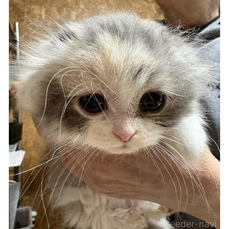 販売中の福岡県のスコティッシュフォールド-140079の1枚目