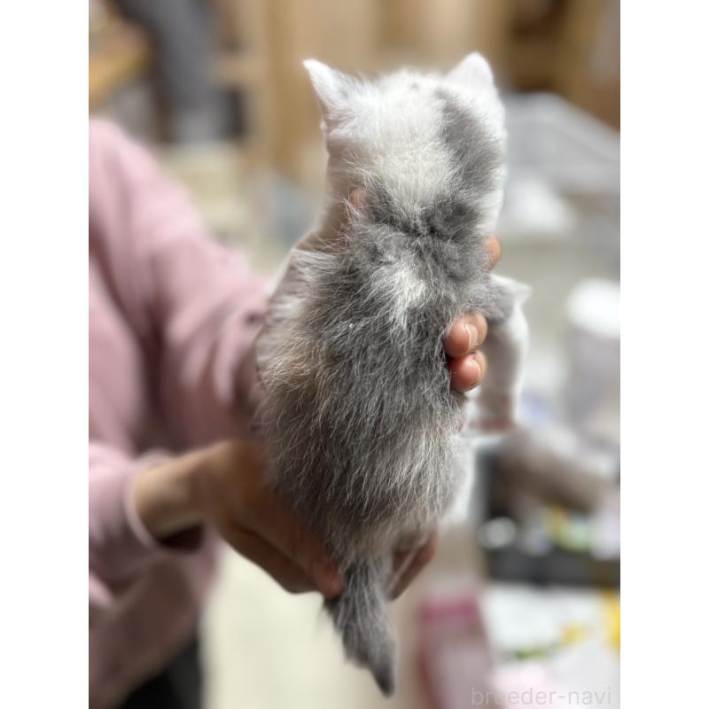 販売中の福岡県のスコティッシュフォールド-140080の2枚目