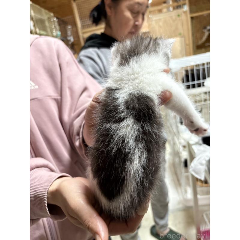 販売中の福岡県のスコティッシュフォールド-140083の2枚目