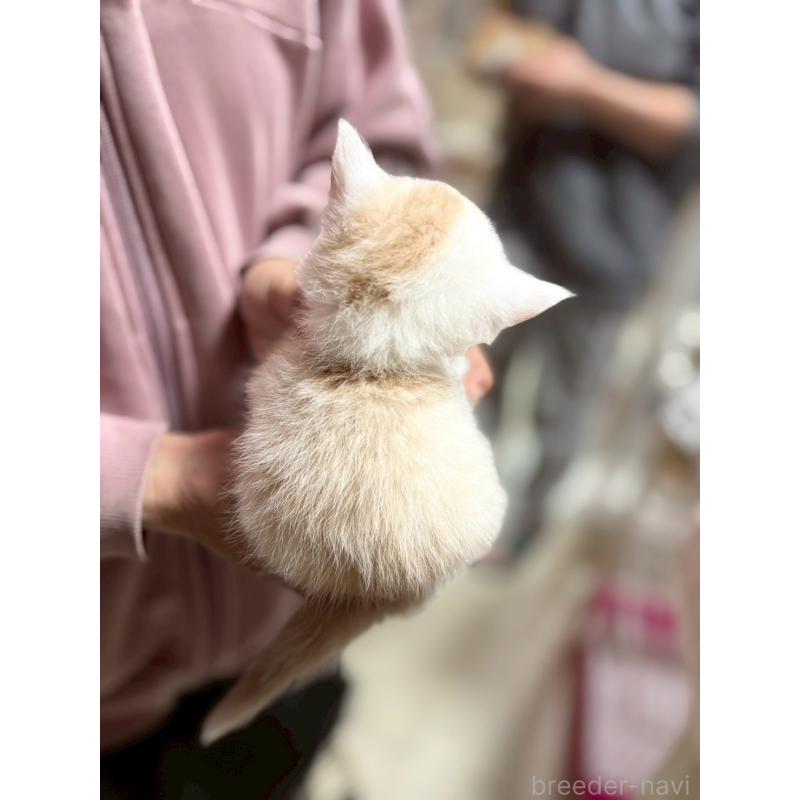 販売中の福岡県のスコティッシュフォールド-140084の4枚目