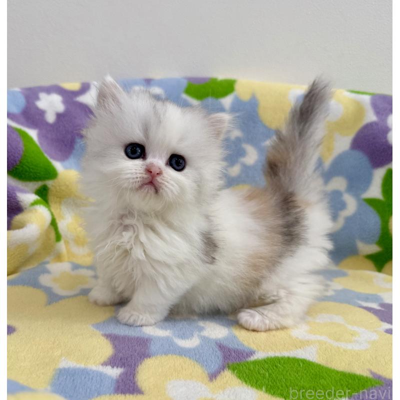 販売中の神奈川県のミヌエット-139483