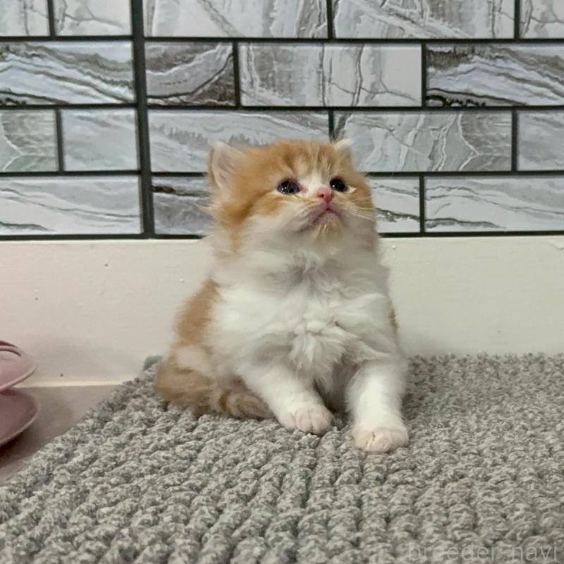 販売中の福岡県のマンチカン-140087の9枚目