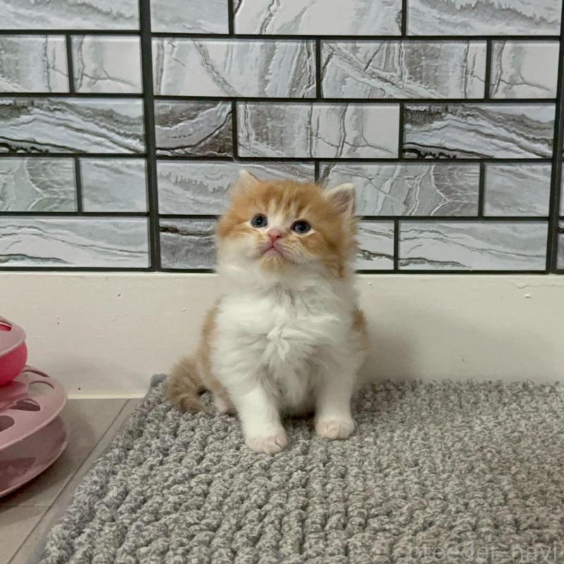 販売中の福岡県のマンチカン-140087の8枚目