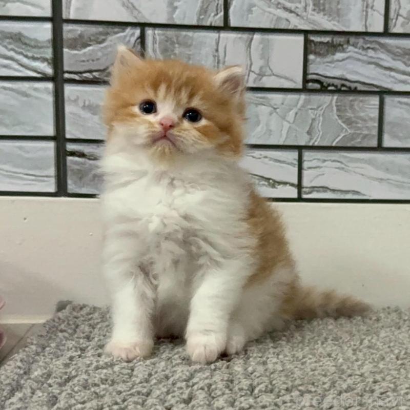 販売中の福岡県のマンチカン-140087の7枚目