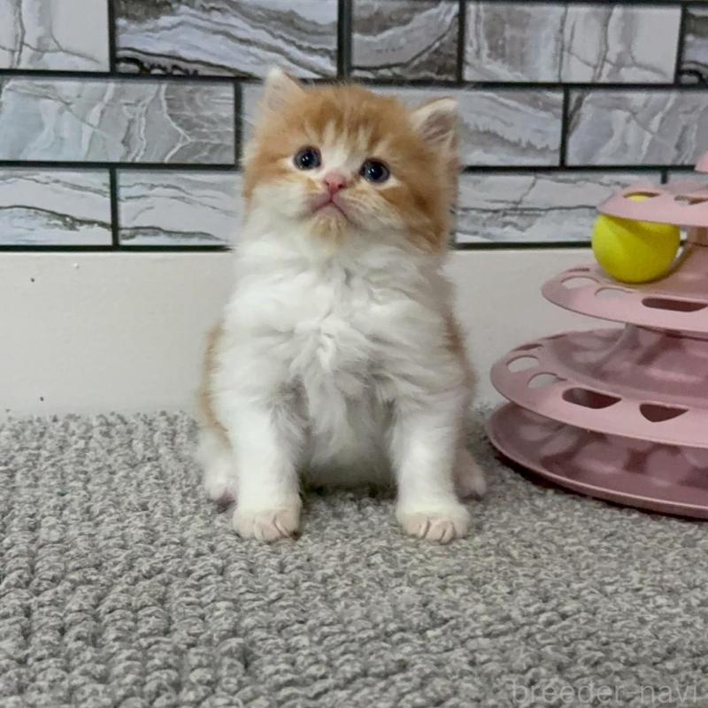 販売中の福岡県のマンチカン-140087の6枚目