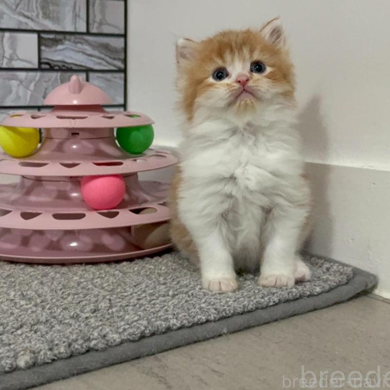 販売中の福岡県のマンチカン-140087の5枚目