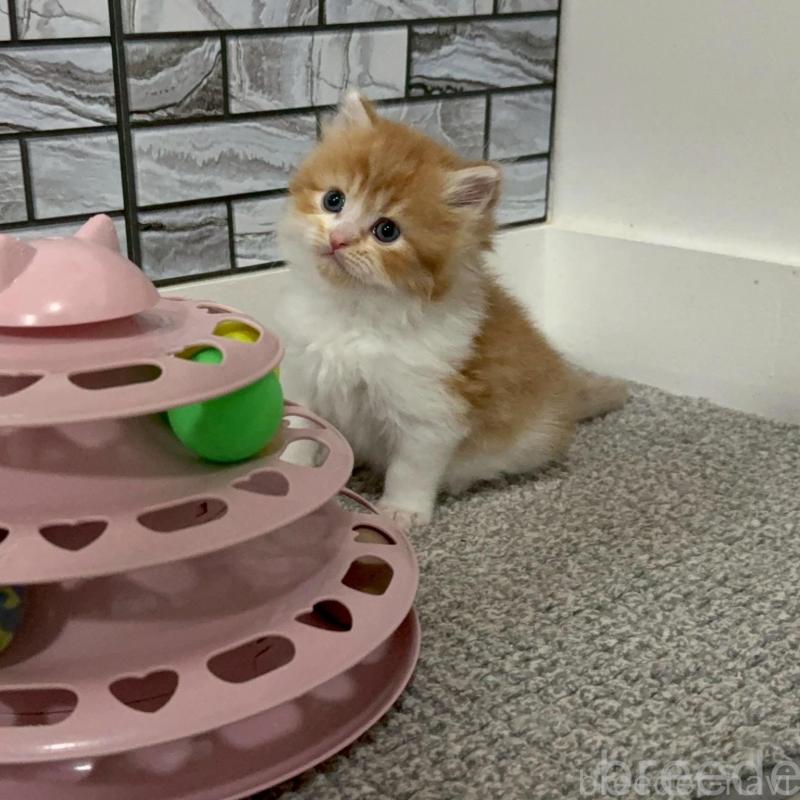 販売中の福岡県のマンチカン-140087の4枚目