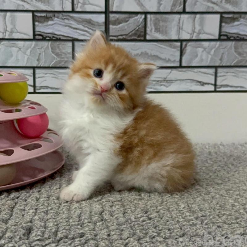 販売中の福岡県のマンチカン-140087の1枚目