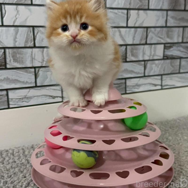 販売中の福岡県のマンチカン-140087の3枚目