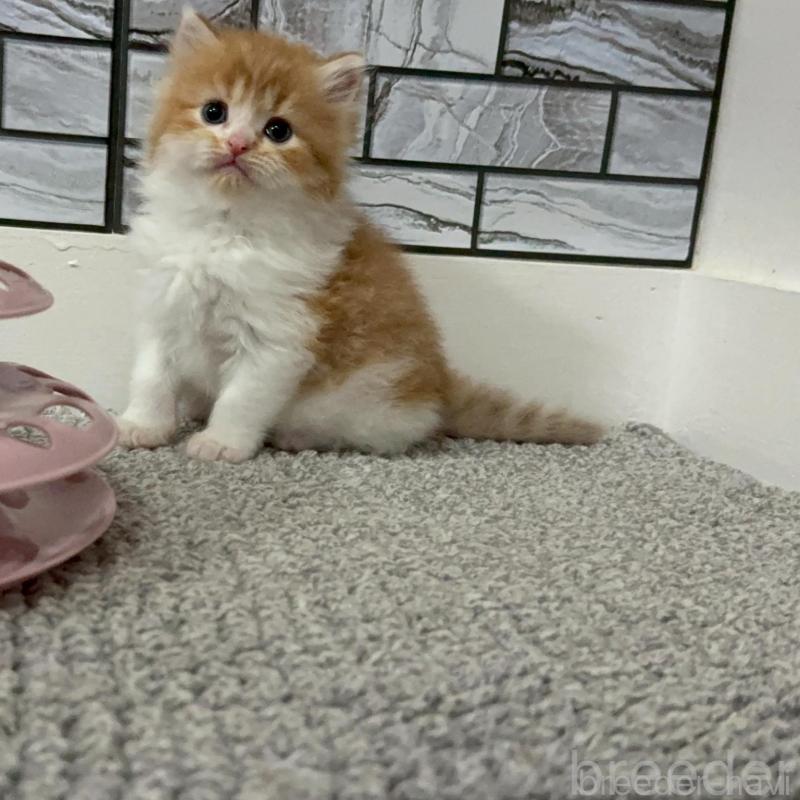 販売中の福岡県のマンチカン-140087の2枚目