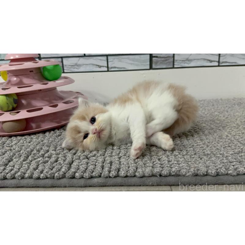 販売中の福岡県のマンチカン-140088の9枚目