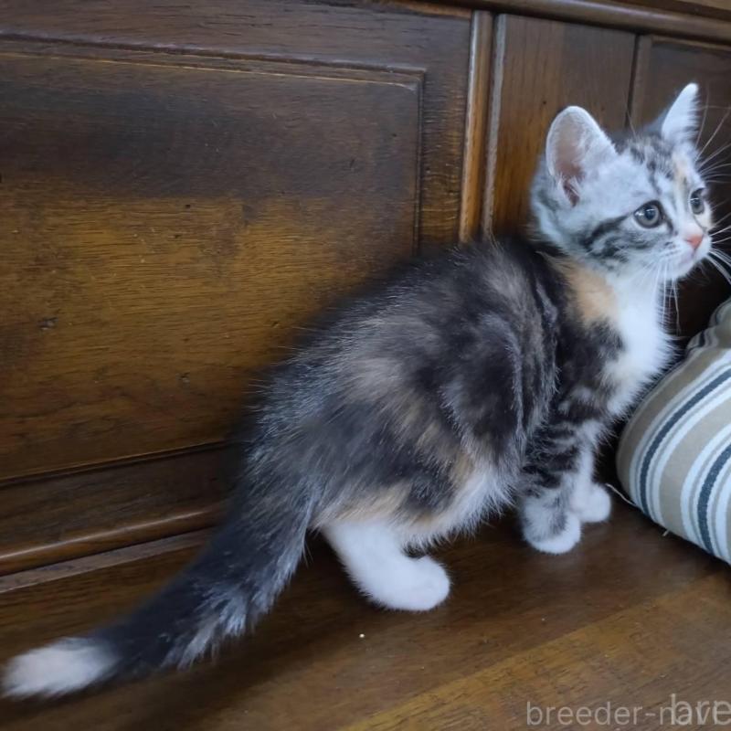 販売中の大阪府のマンチカン-140089の12枚目