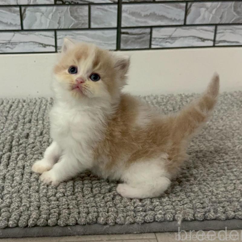 販売中の福岡県のマンチカン-140088